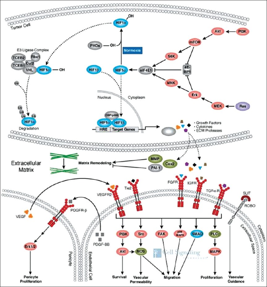 Under normoxic conditions, the transcription factor HIF-1α is degraded (curved dotted line). In hypoxia, it accumulates with subsequent translocation to the nucleus (straight dotted line), resulting in the expression of numerous genes involved in cell signaling and growth. The end result is endothelial and pericyte proliferation with new vessel formation. (Reproduced with permission from Cell Signaling Technology, Inc.) (http://www.cellsignal.com/reference/pathway/Angiogenesis.html).