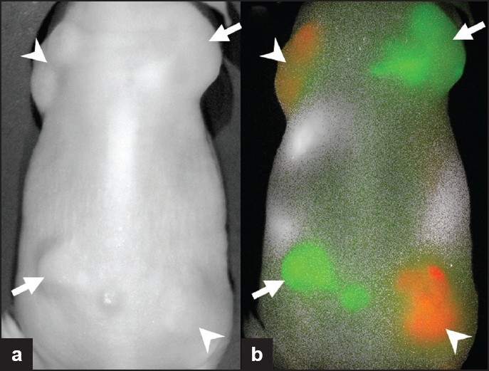 Subcutaneously implanted tumors expressing HER1 (arrowheads) or expressing HER2 receptors (arrows). Two optically labeled antibodies, Cy5.5-cetuximab (anti-HER1; red) and Cy7-trastuzumab (anti-HER2; green), were injected and imaging was performed. The tumors cannot be differentiated on (a) the white light image, but with (b) fluorescence imaging, the two different tumor types are clearly distinguished.