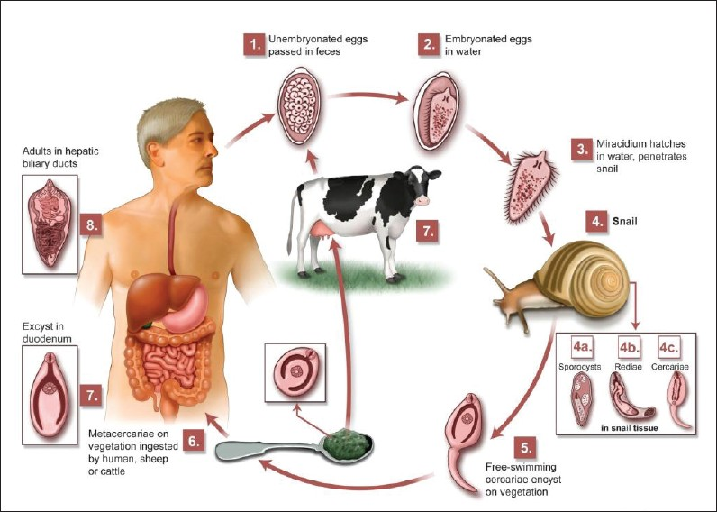 Life cycle of F. hepatica.