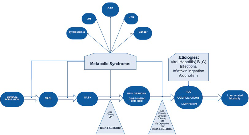 Metabolic syndrome as a risk factor in the NAFLD spectrum.