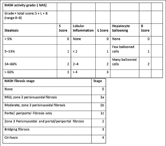 NASH activity grade and fibrosis stage based on Brunt classification.