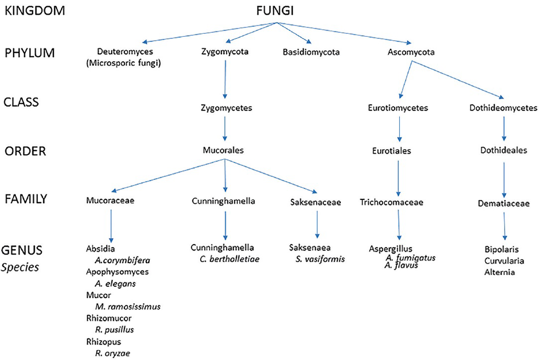 Phylogenic tree of organisms causing sinonasal and orbital fungal infections (modified after Kirszrot and Rubin).