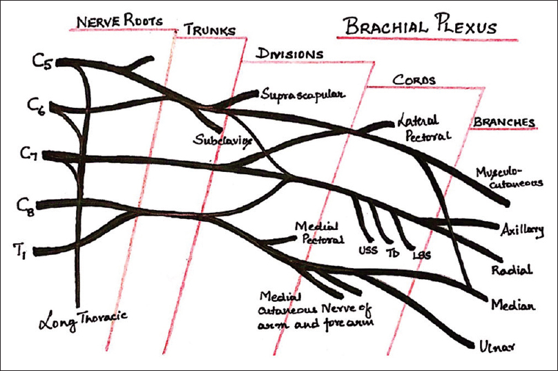 Schematic diagram of brachial plexus.