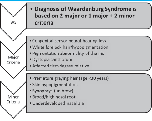 Waardenburg Syndrome and Left Persistent Superior Vena Cava