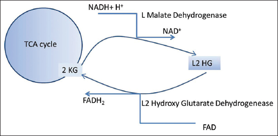 Metabolic pathway of L-2-hydroxy glutaric aciduria.